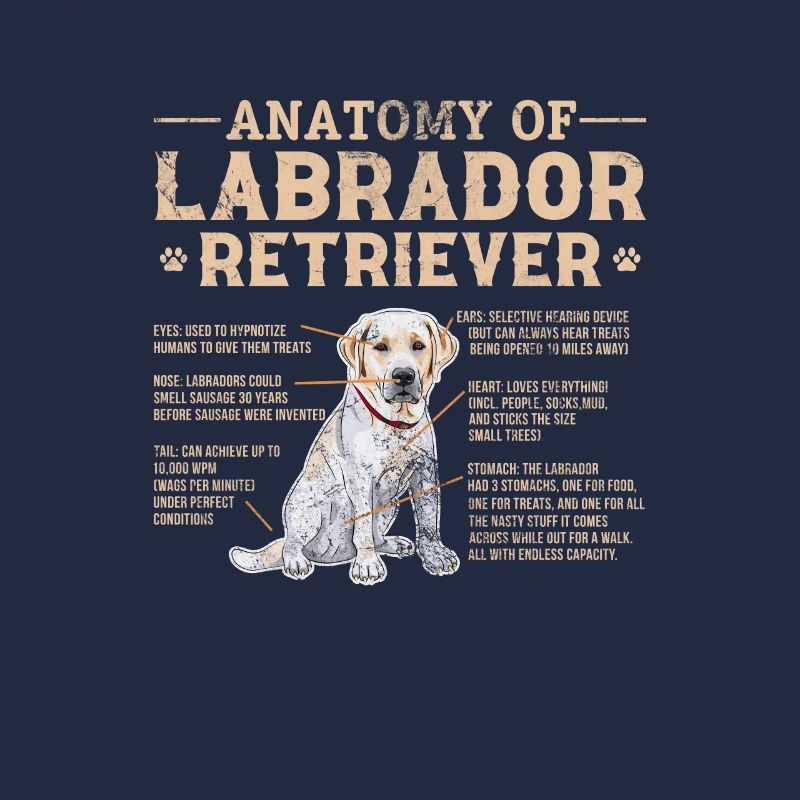 Labrador