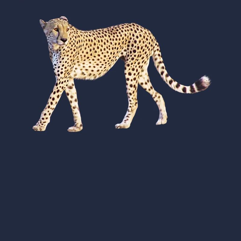 Guépard - Gros Chat - Chat - Faune en Afrique
