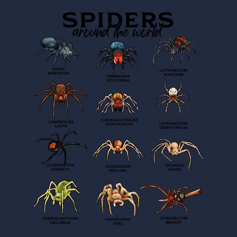 Araignées dans le monde - Araignées