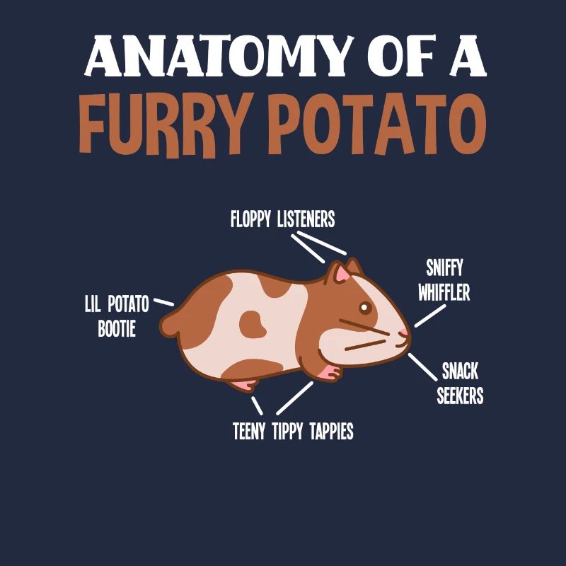 Anatomie Rongeur Cochon d’Inde