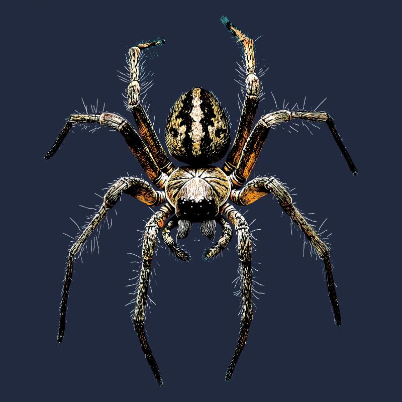 Araignée Tarentule Amour Arachnide Araignées