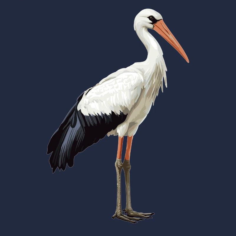 Störche Storch