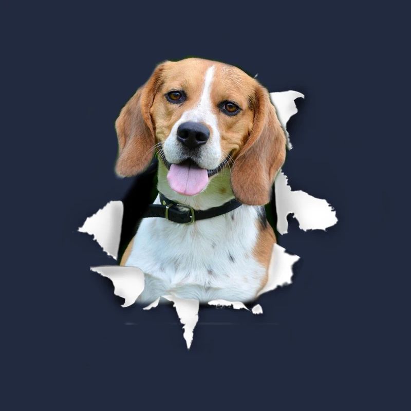 Beagle - Beagle Chien