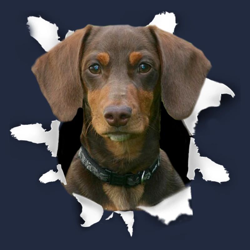 Teckel Chien - Teckel