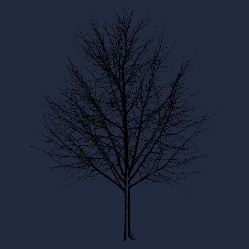 Baum