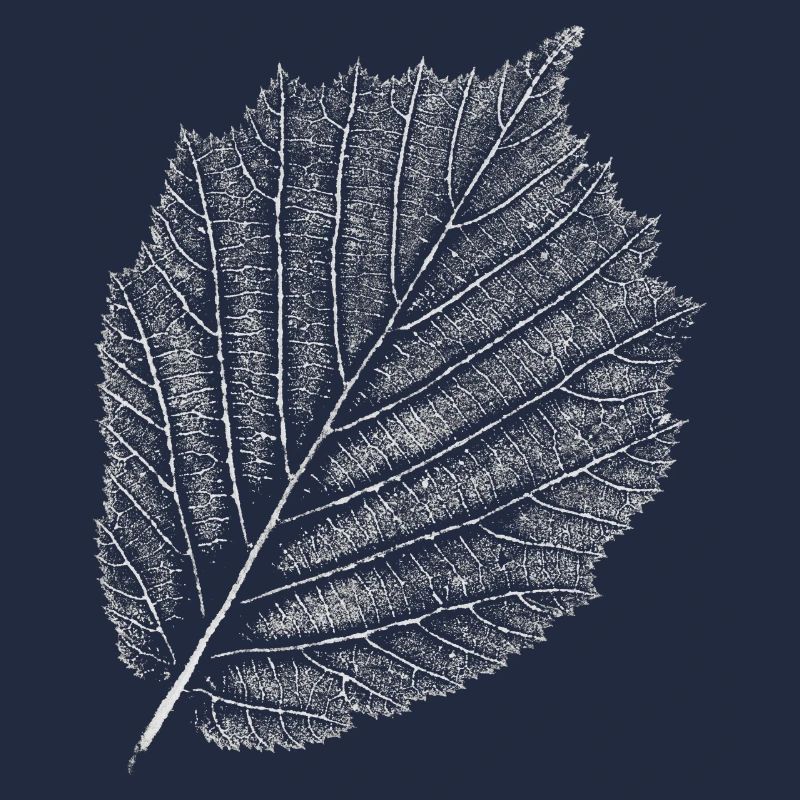 Leaf / Hazel / Hazelnut
