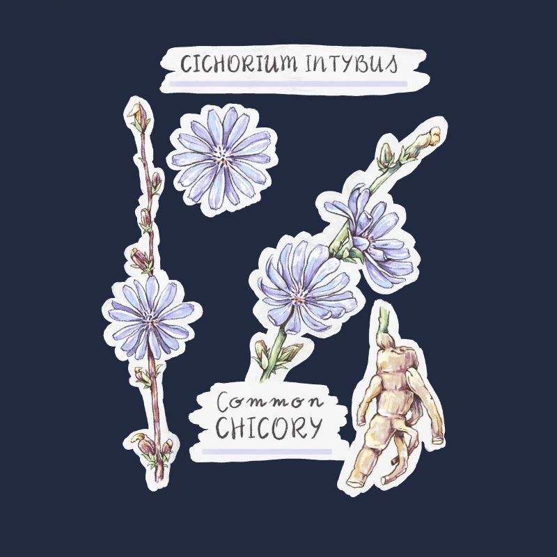 Voyageur de chicorée - dessin