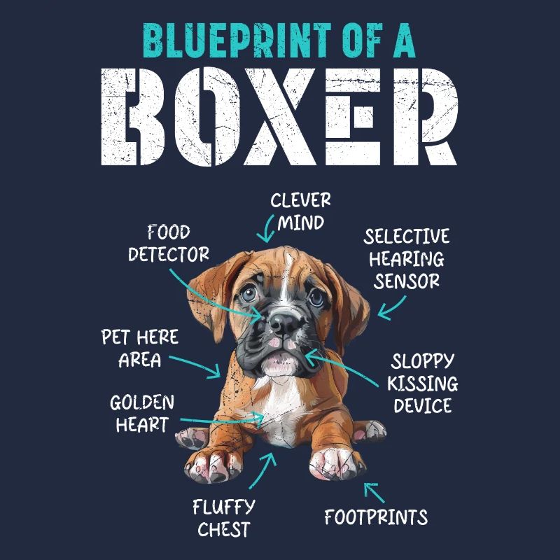 Boxer allemand PLAN D’UN BOXER Drôle