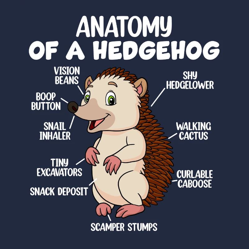 Anatomie d’un hérisson