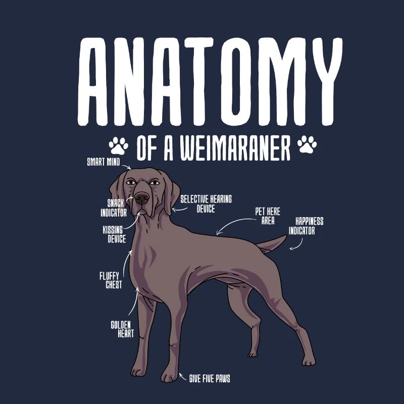 Weimaraner
