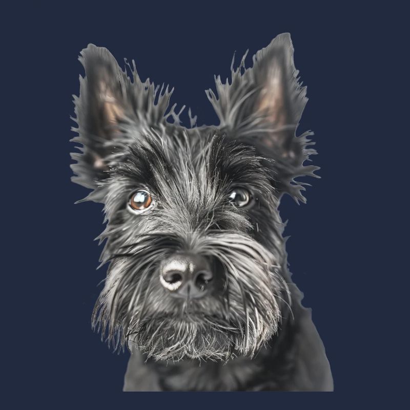 Terrier écossais