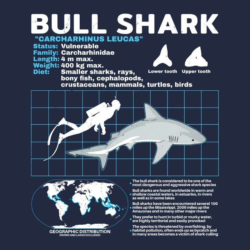 Fiche technique du requin bouledogue