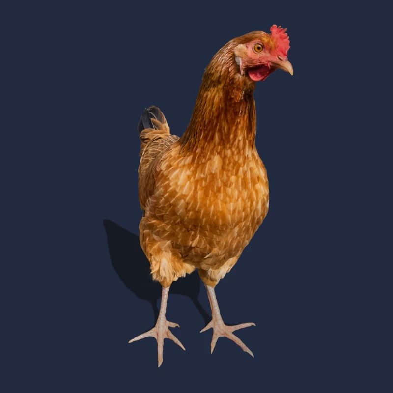 poule