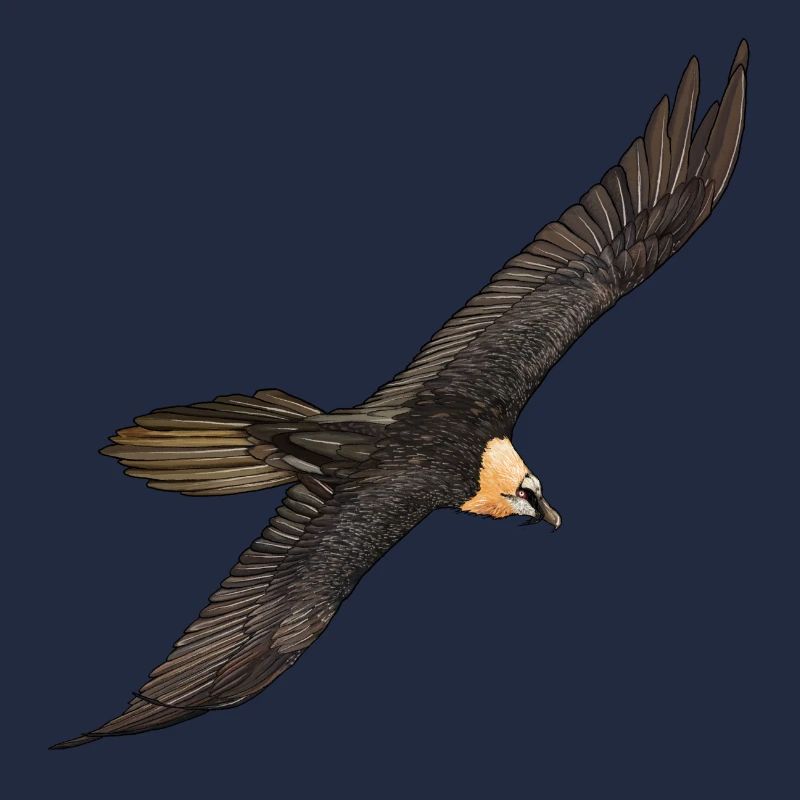 Bartgeier im Flug