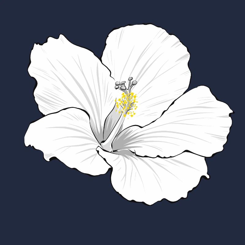 Hibiscus blanc