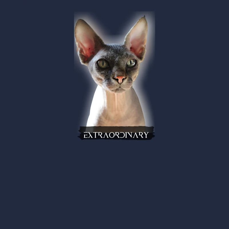 extraordinary sphinx cat