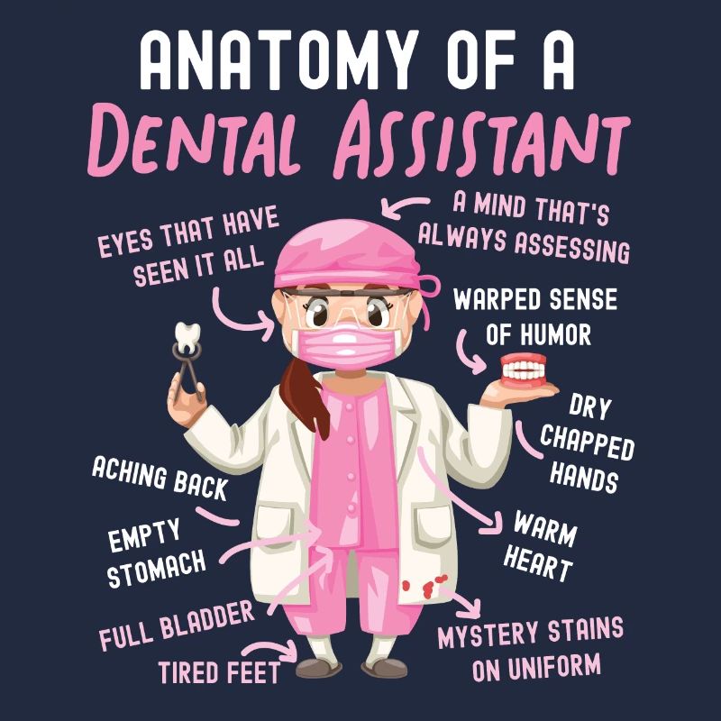 Assistant dentaire Anatomie Anatomie