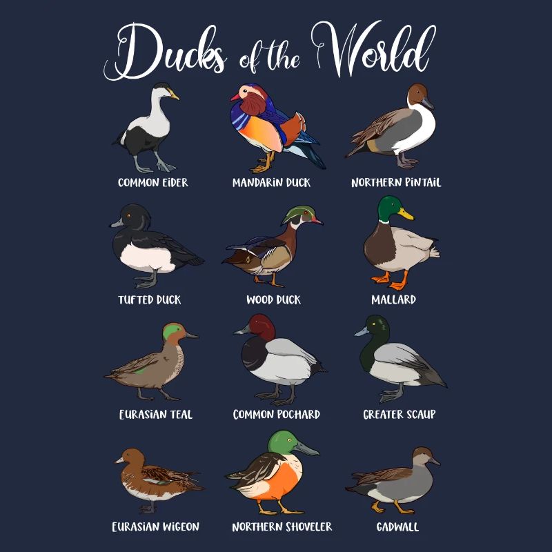 Différentes espèces de canards - Canards du monde