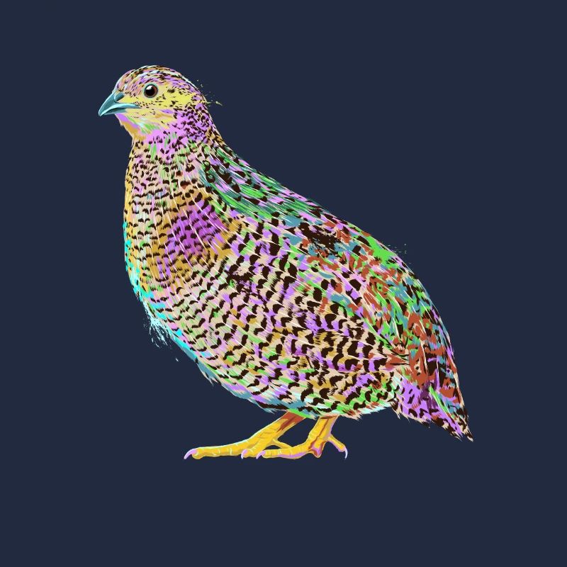 Splash Quails Bird