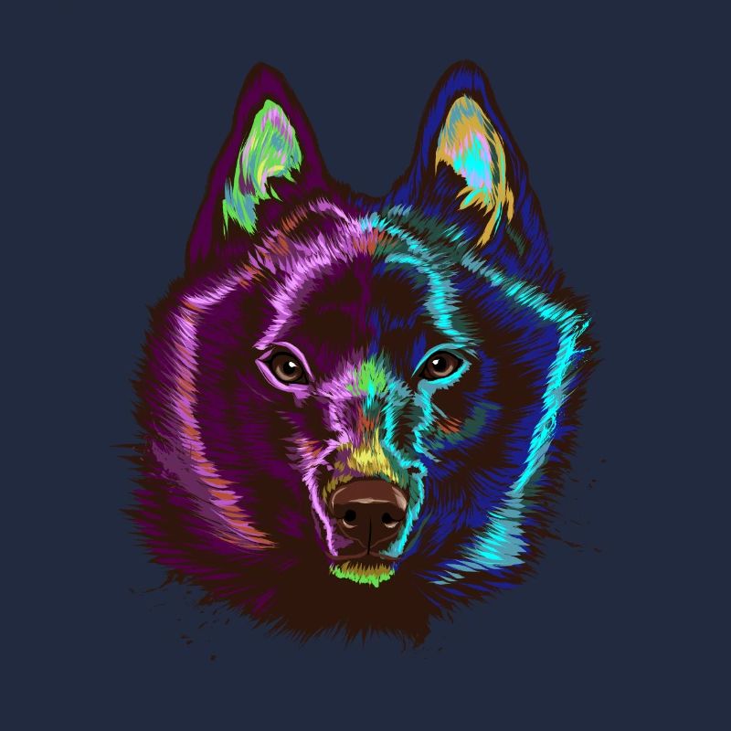 Splash Schipperke Hund