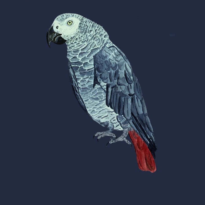 Perroquet gris peint à la main. Animaux de compagnie Articles de fan