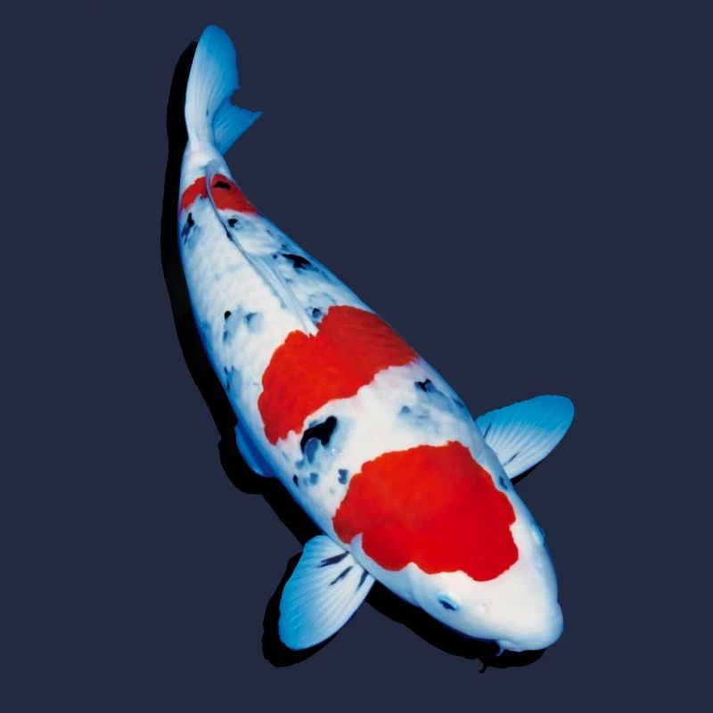 Carpe koi