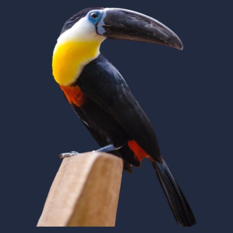 oiseaux long bec