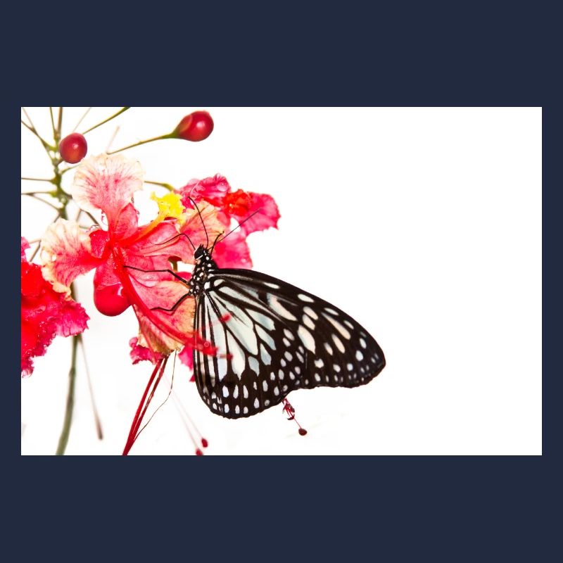 Papillon papillon