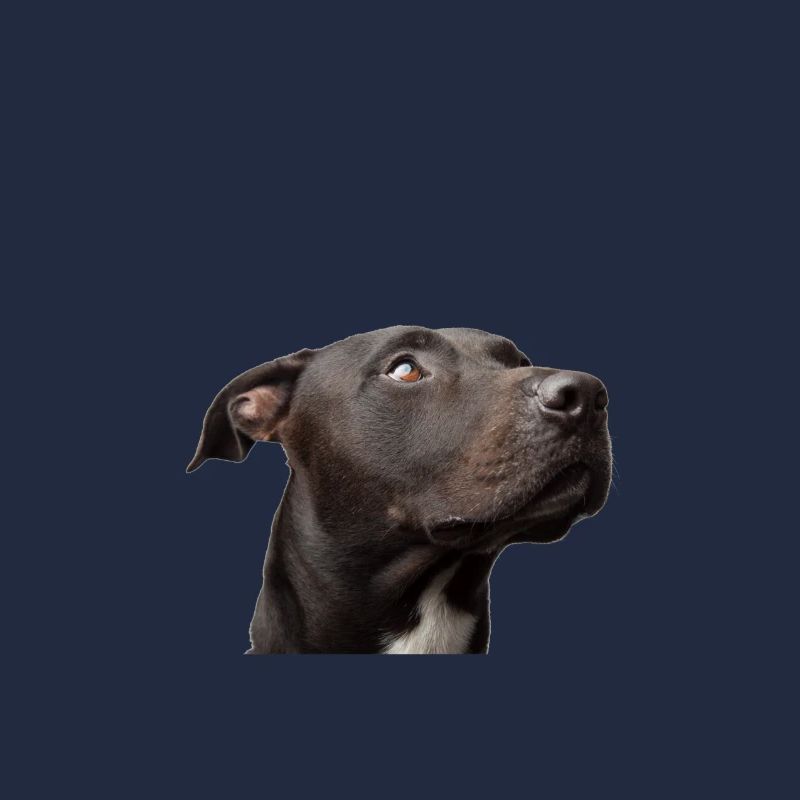 Pit-bull