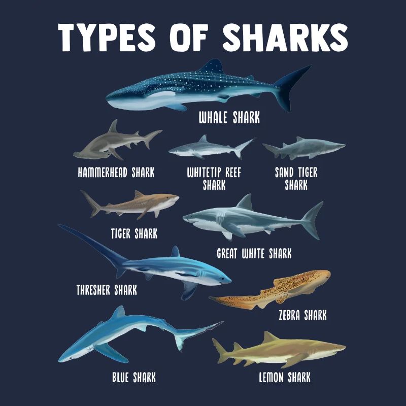 Espèces de requins requins poisson cadeaux