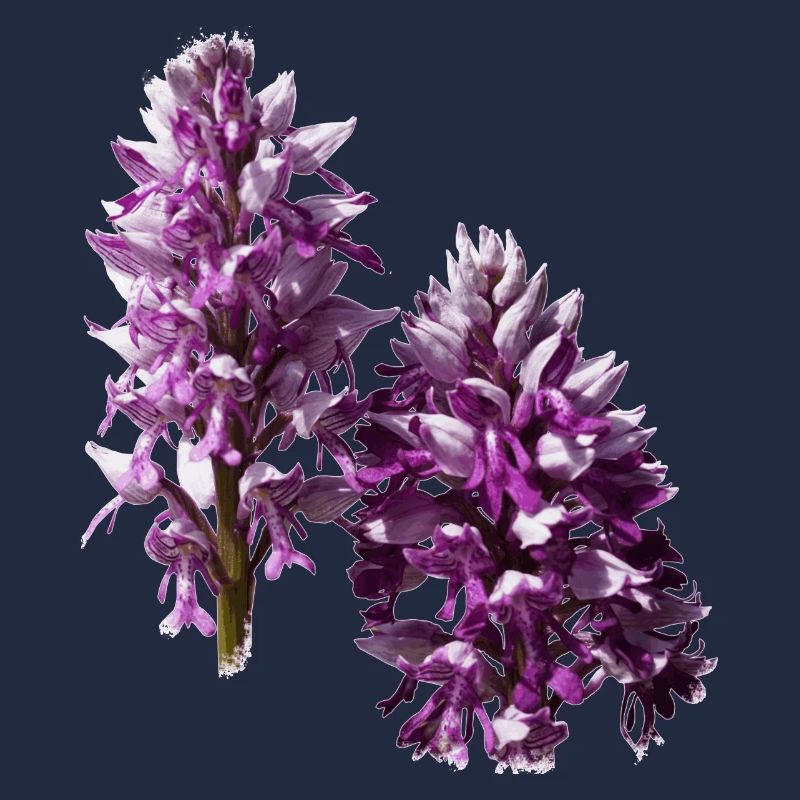 L'orchidée est une orchidée native