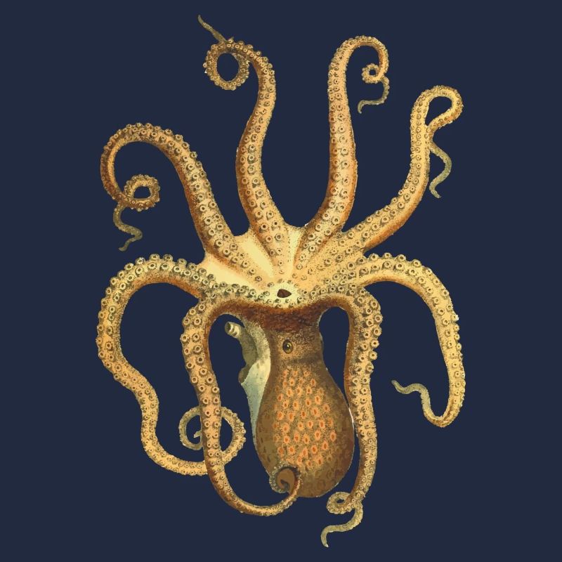 squid giant octopus octopus octopus squid sepia fish