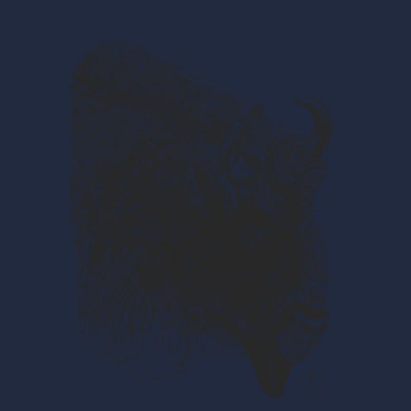 Bison