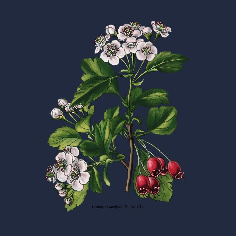 Aubépine