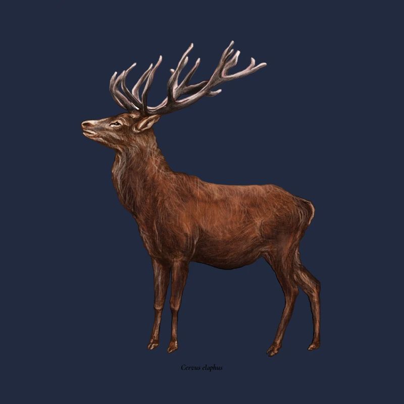 Cerf
