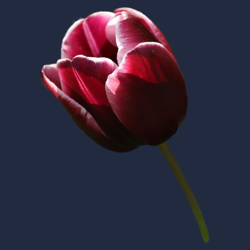 Tulpe Tulpen