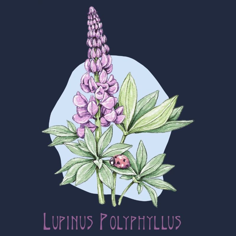 Lupin, dessin botanique permanent