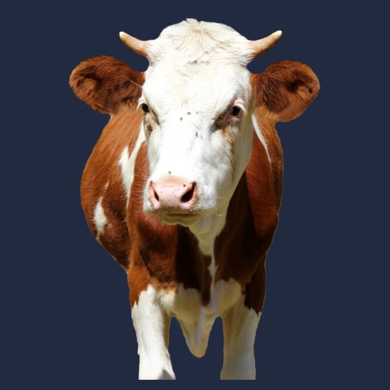 Tête de vache