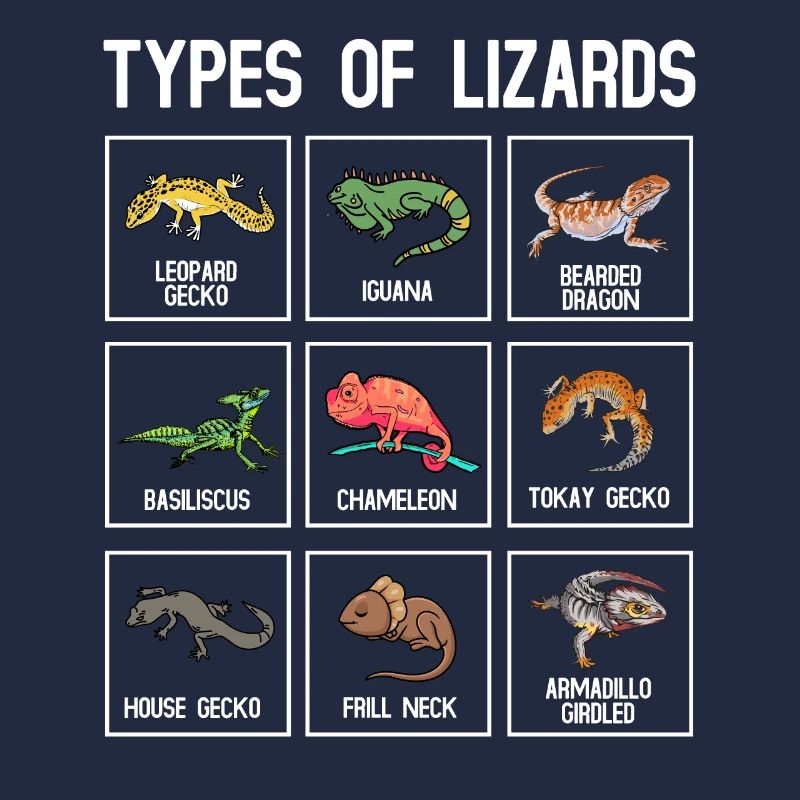 Types de lézards, lézards, reptiles