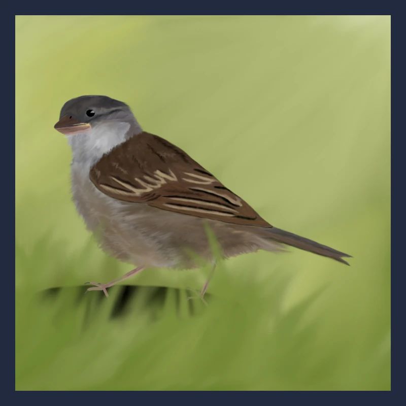 Sparrow