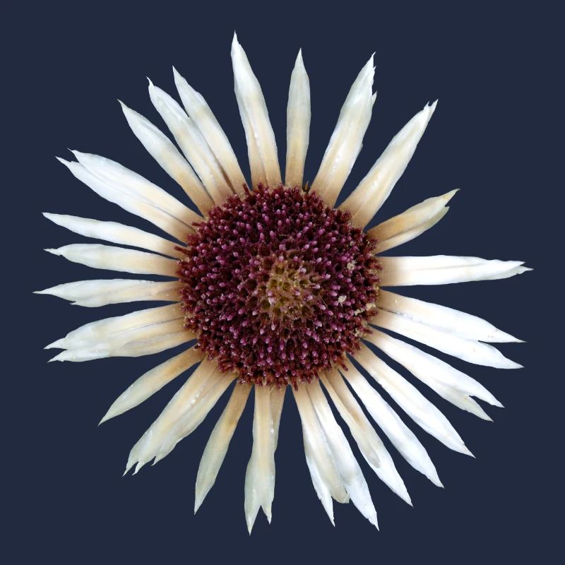 Argent Thistle