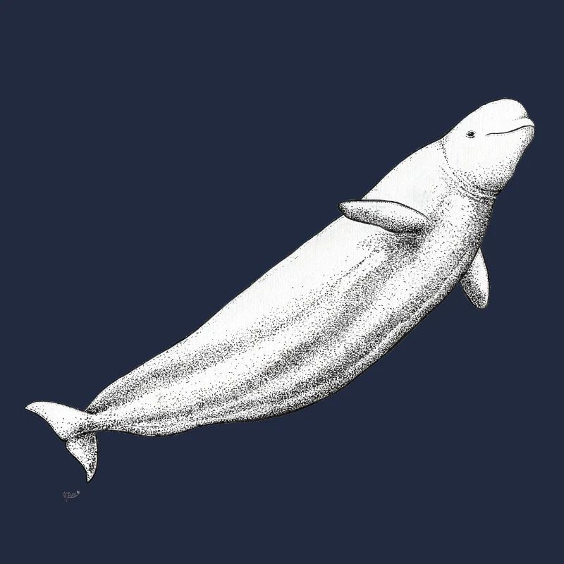 Beluga