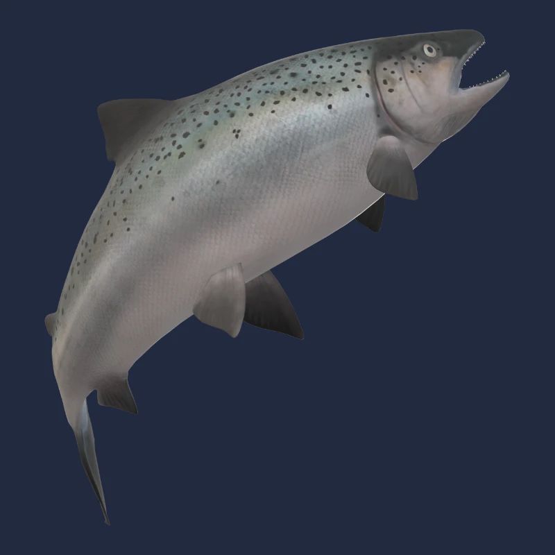 Saumon 3D