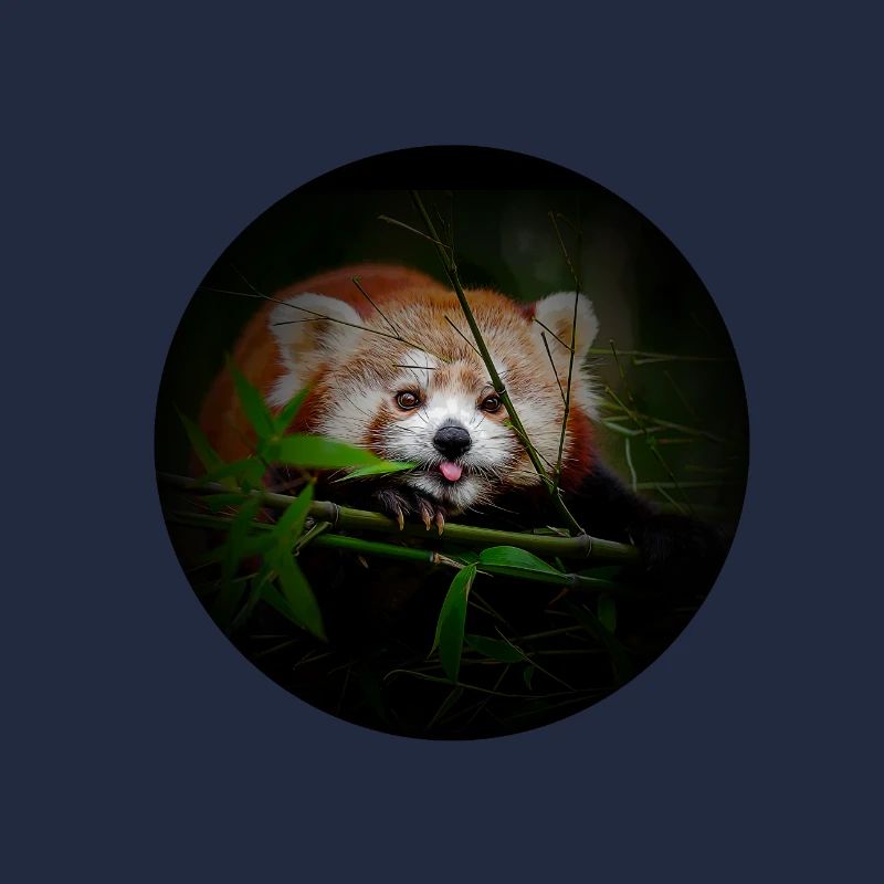 red panda BD style panda rouge