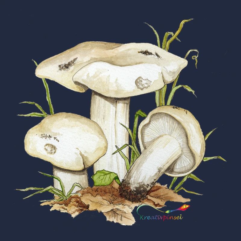 Mai-Ritterling oder Maipilz (Calocybe gambosa)