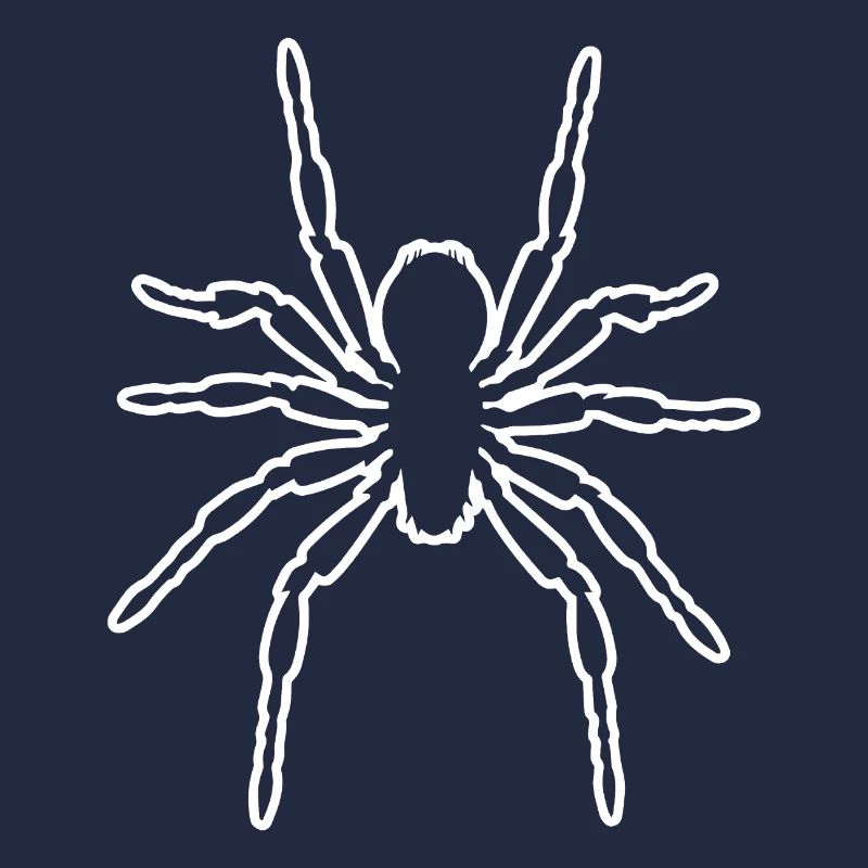 Spinne Spinnen Tiere