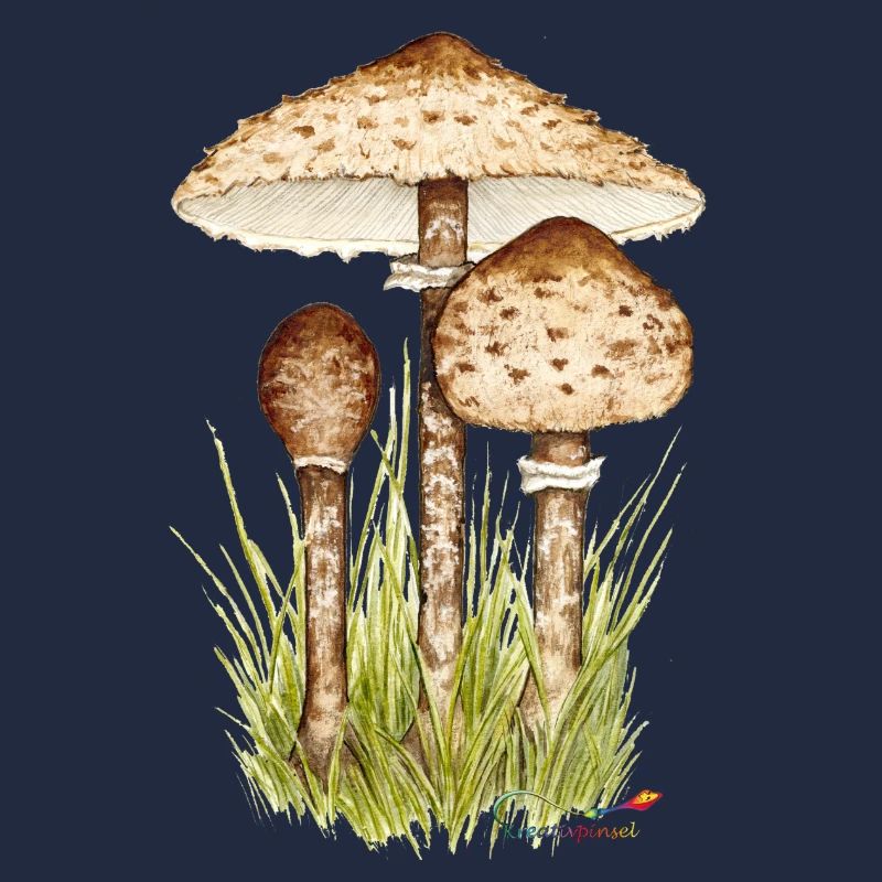 Parasolpilz oder Riesenschirmling