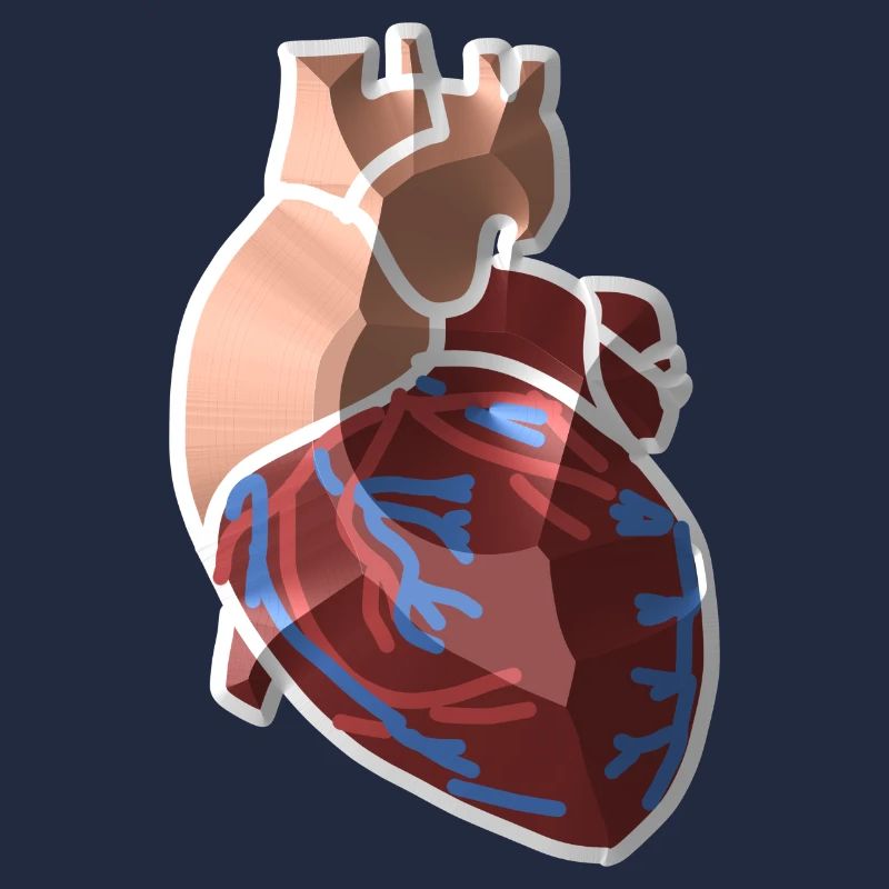 Herz Anatomie