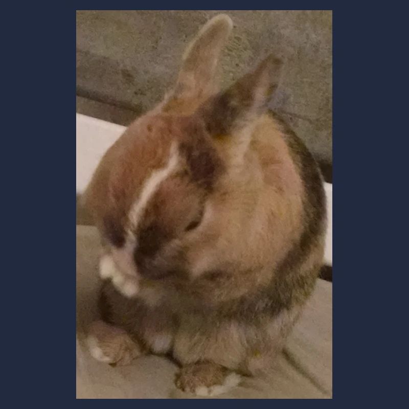 Kaninchen