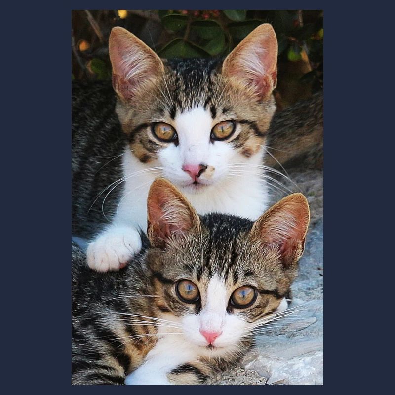 Katzen